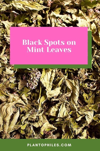 Mint leaves may develop black spots due to a number of reasons, including fungal infections, insect infestations, or environmental stressors.