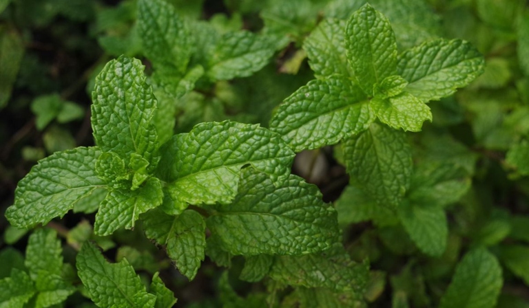 Mint leaves with white spots can be treated by spraying the leaves with a fungicide.