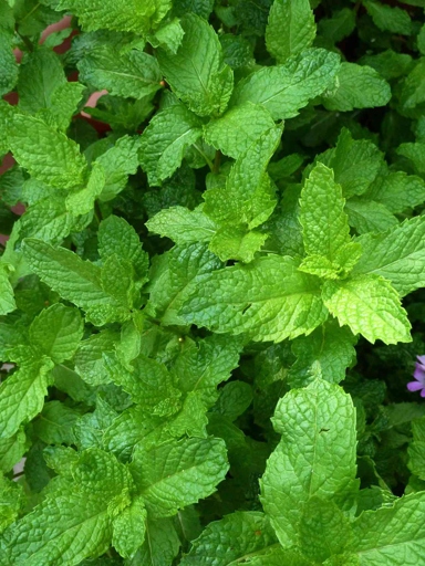 Mint plants are known to be very drought tolerant, but can they handle too much water?