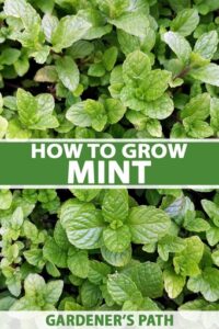 Mint plants should be planted at a depth of about 2 inches.