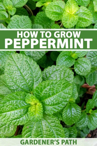 Mint roots can grow up to three feet deep, making them one of the deepest-rooted herbs.