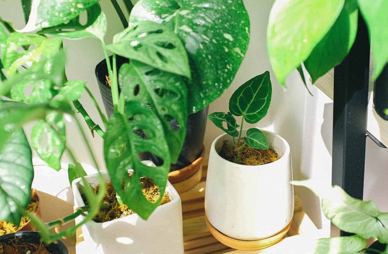 Misting is an easy and effective way to improve humidity for your Monstera plant.