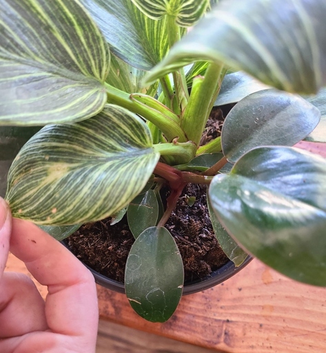 Misting is one of the best ways to improve humidity for your philodendron.