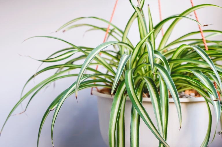 Misting spider plants is a great way to increase humidity and help them thrive.