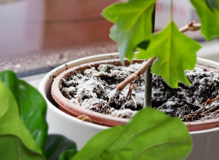 Mold is a type of fungi that can grow on plant soil, and it can be difficult to get rid of.