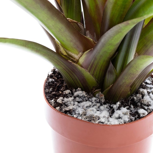 Mold is a type of fungi that can grow on soil, and it is often caused by overwatering.