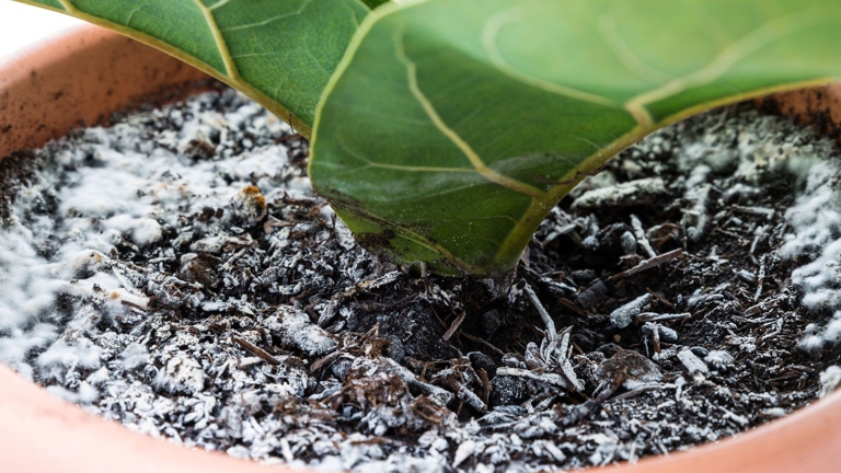 Mold on soil is a common problem for gardeners and can be caused by overwatering.