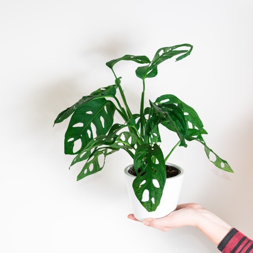 Monstera Adansonii and Monstera Deliciosa have different growing requirements, but they are both easy to care for.