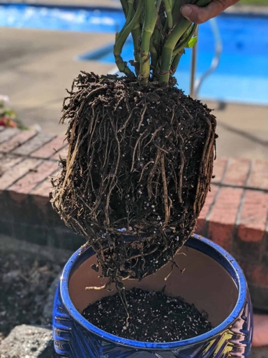 Monsteras that are root bound typically have compacted roots that are growing in a circle around the root ball.