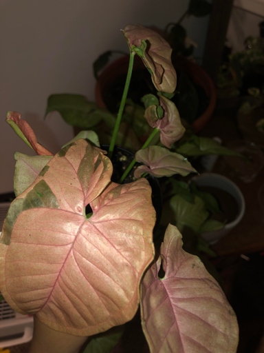 Move it to a shadier spot and you should see the pink color return. If your pink syngonium is turning green, it's likely due to too much light.