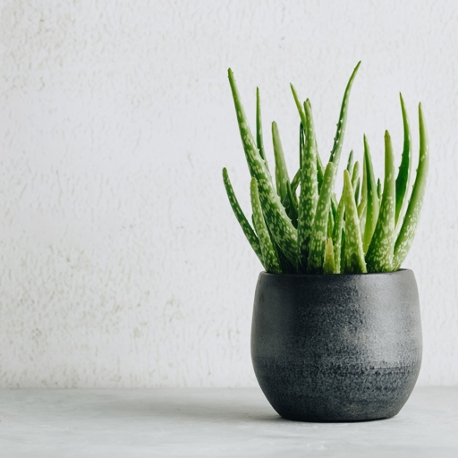 Move your plant to a shadier spot and make sure to water it regularly. If your Aloe Vera plant is turning dark green, it is likely due to too much sun exposure.
