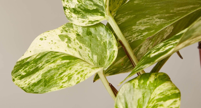Mulching your pothos plant is a great way to keep the leaves healthy and green.