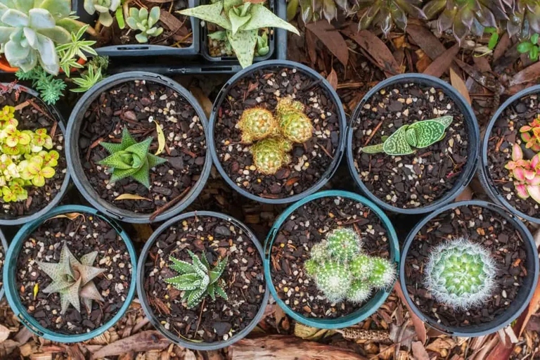 Mulching your succulents is a great way to help them retain moisture and prevent them from getting too much sun.