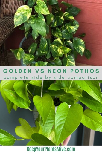 Neon Pothos and Golden Pothos are two of the most popular houseplants. The main difference between the two is the color of their leaves. Neon Pothos have bright green leaves, while Golden Pothos have variegated leaves with shades of yellow, green, and white. They are both easy to care for and have similar growth habits.