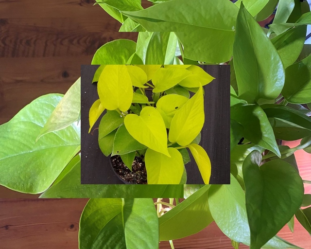 Neon pothos and philodendron lemon lime have different growth habits, with neon pothos having a more vining habit and philodendron lemon lime having a more upright habit.