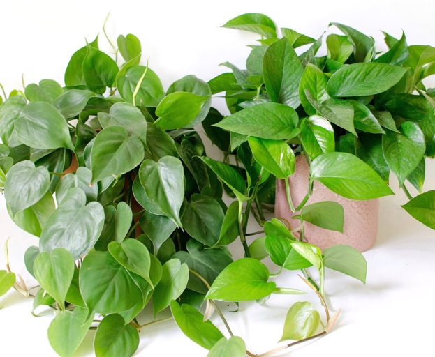 Neon Pothos have heart-shaped leaves, while Lemon Lime Philodendron have oval-shaped leaves. The main difference between the two is the leaf shape. They are both easy to care for and have similar growth habits. Neon Pothos and Lemon Lime Philodendron are two of the most popular houseplants.