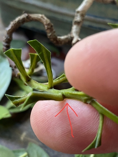 Next, using a sharp knife, cut a clean, straight line across the broken stem. Finally, using a piece of fishing line or plant tape, tie the broken stem back together. To fix a broken jade plant stem, first remove the broken stem from the plant.