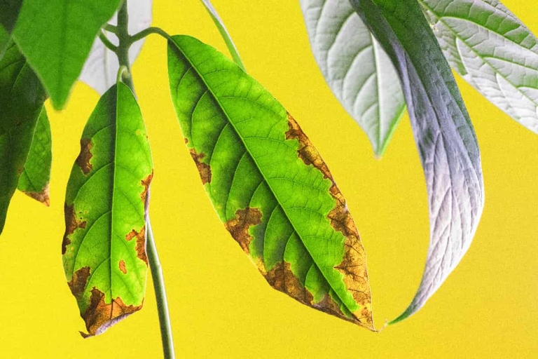 Nitrogen is one of the most important nutrients for avocado trees, and it is also one of the most common causes of brown spots on avocado leaves.
