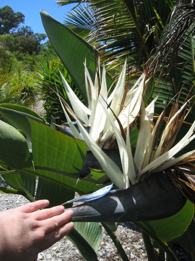 No, bird of paradise plants do not have invasive roots.