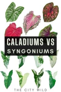 No, Caladiums and Syngoniums are not the same plants.