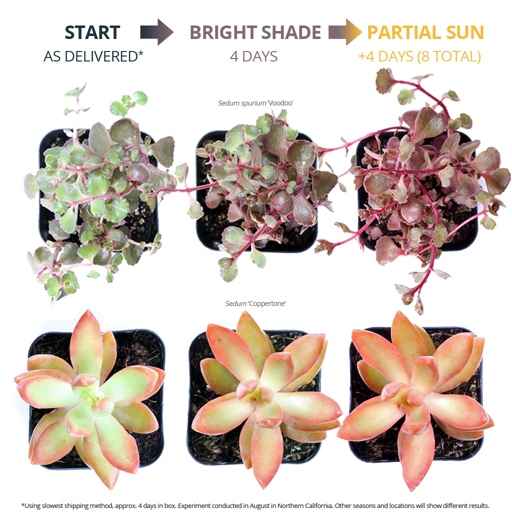 No, not all succulents change color.