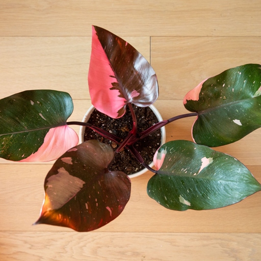 No, the Philodendron pink princess is not toxic to pets.