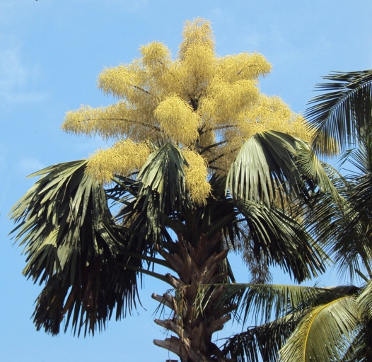 Not getting enough light is one of the main reasons why palm trees do not bloom flowers.