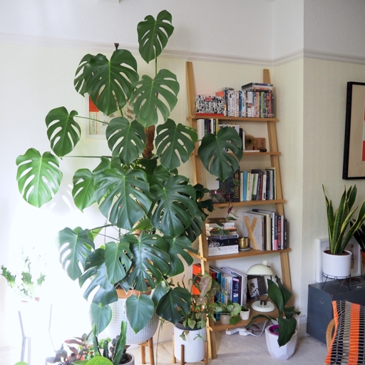 Once you have found a support, you will need to attach the plant to the support using plant ties or something similar. To trellis Monstera adansonii, you will need to first find a support structure that is tall enough for the plant to climb.
