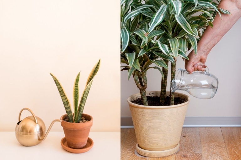 Once you have repotted your Dracaena, it is important to water it regularly and keep an eye out for any signs of root rot.
