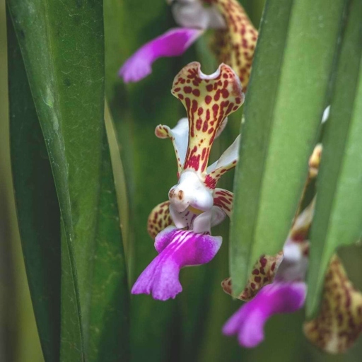 One common cause of white spots on orchid leaves is inappropriate watering methods.
