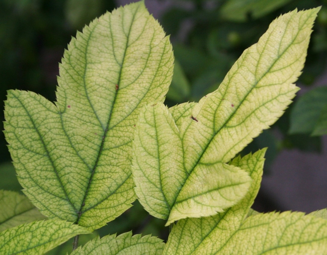 One common cause of yellow leaves on a Ming aralia is nutrient deficiency, which can be remedied by fertilizing the plant.