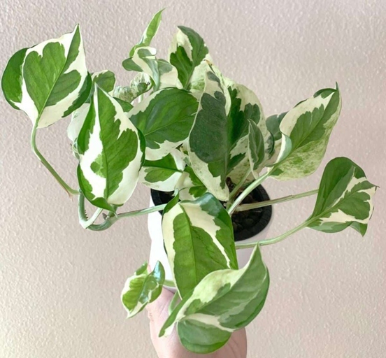 One common disease that affects pothos plants is root rot, which is caused by too much moisture in the roots.