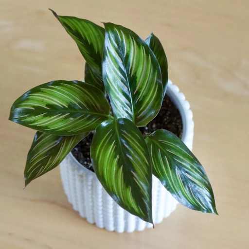 One common issue with Calathea Beauty Stars is that their leaves may start to fall off.