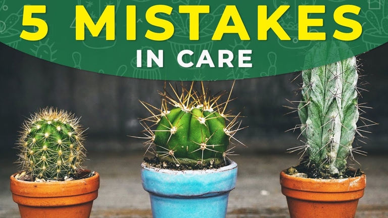 One common mistake in watering cactus is to water them too frequently.