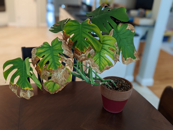 One common mistake in watering Monstera is to let the plant sit in water for too long.