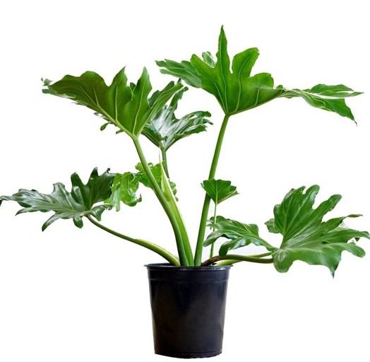 One common mistake in watering philodendron is to allow the plant to sit in water for extended periods of time.