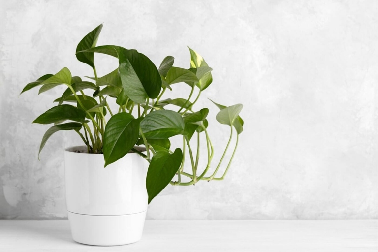 One common mistake in watering pothos is to allow the soil to dry out completely between waterings.