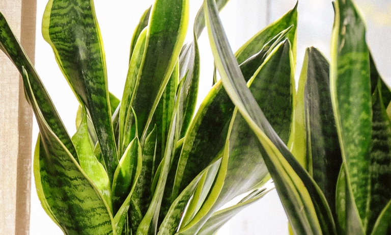 One common mistake people make when watering snake plants is not allowing the soil to dry out completely between waterings.