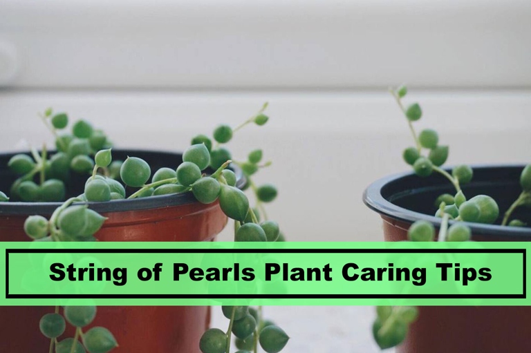 One common mistake people make when watering string of pearls is to let the plant sit in water for too long.