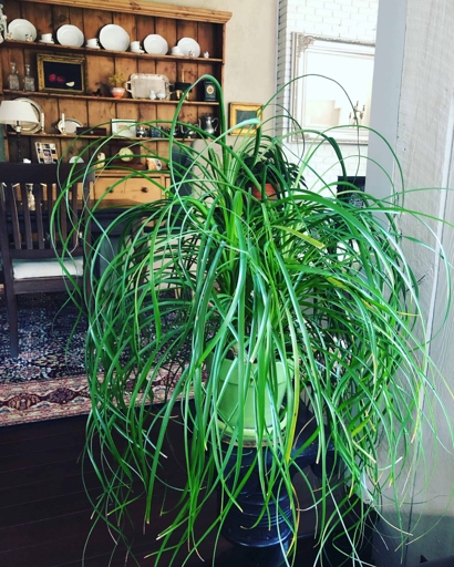 One common mistake people make when watering their ponytail palm is not allowing the water to drain completely.