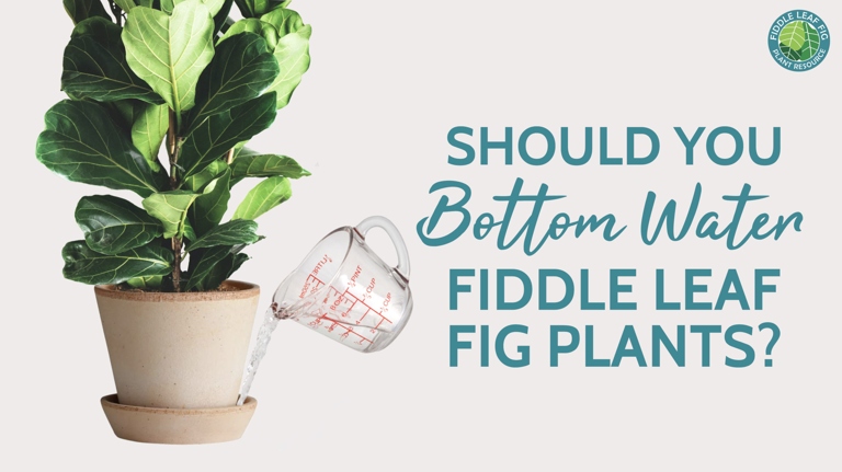 One common mistake when watering a fiddle leaf fig is to water it too frequently.
