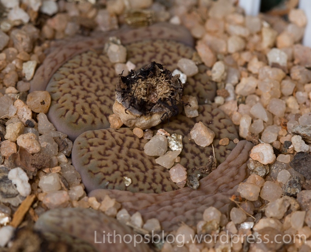 One common mistake when watering lithops is to water them too frequently.