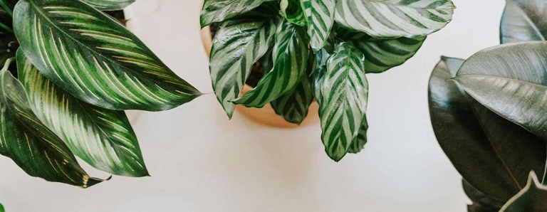 One common problem with Calathea Beauty Stars is that their leaves may start to brown and wither.