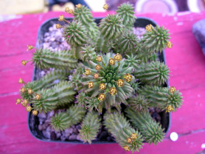 One common problem with caring for Euphorbia japonica is high humidity.