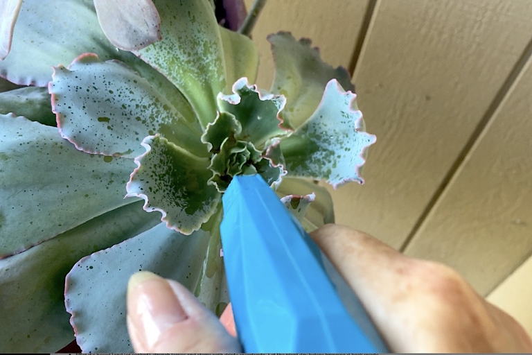 One common problem with yucca plants is that they can get infested with mealybugs.