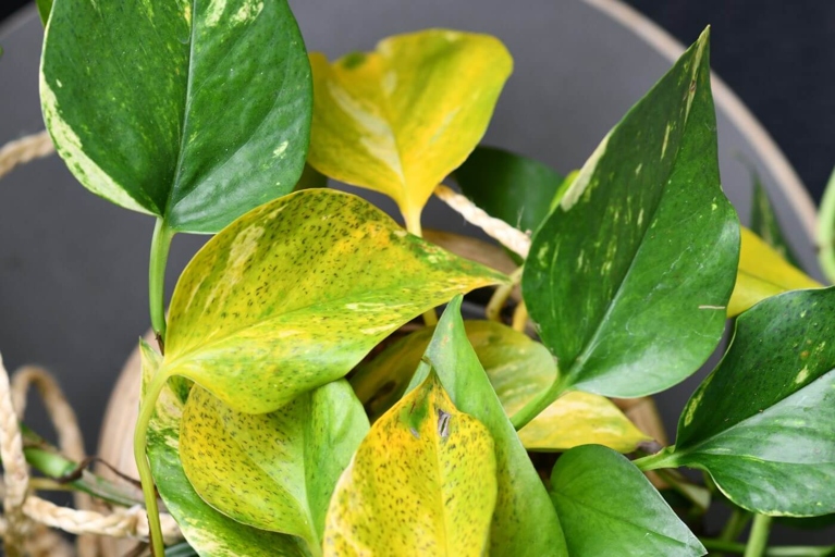 One common reason for golden pothos leaves to turn yellow is an infestation of insects.