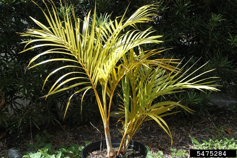 One common reason for palm leaves turning brown is due to leaf spot diseases.