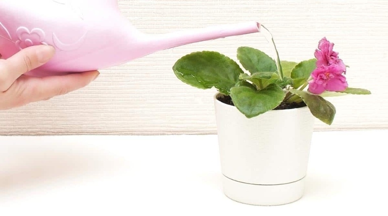 One common watering mistake is to water African violets from the top down.