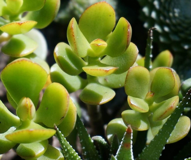 One factor that affects how often you should water your jade plant is the temperature.