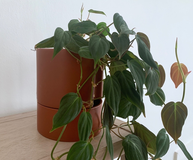 One factor that impacts watering philodendron frequency is the pot size.
